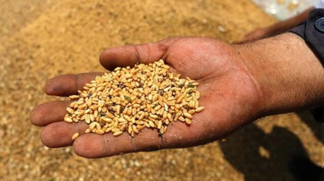 Buğday fiyatları 14 yılın zirvesini gördü! Rusya’nın en büyük buğday ithalatçısı Türkiye
