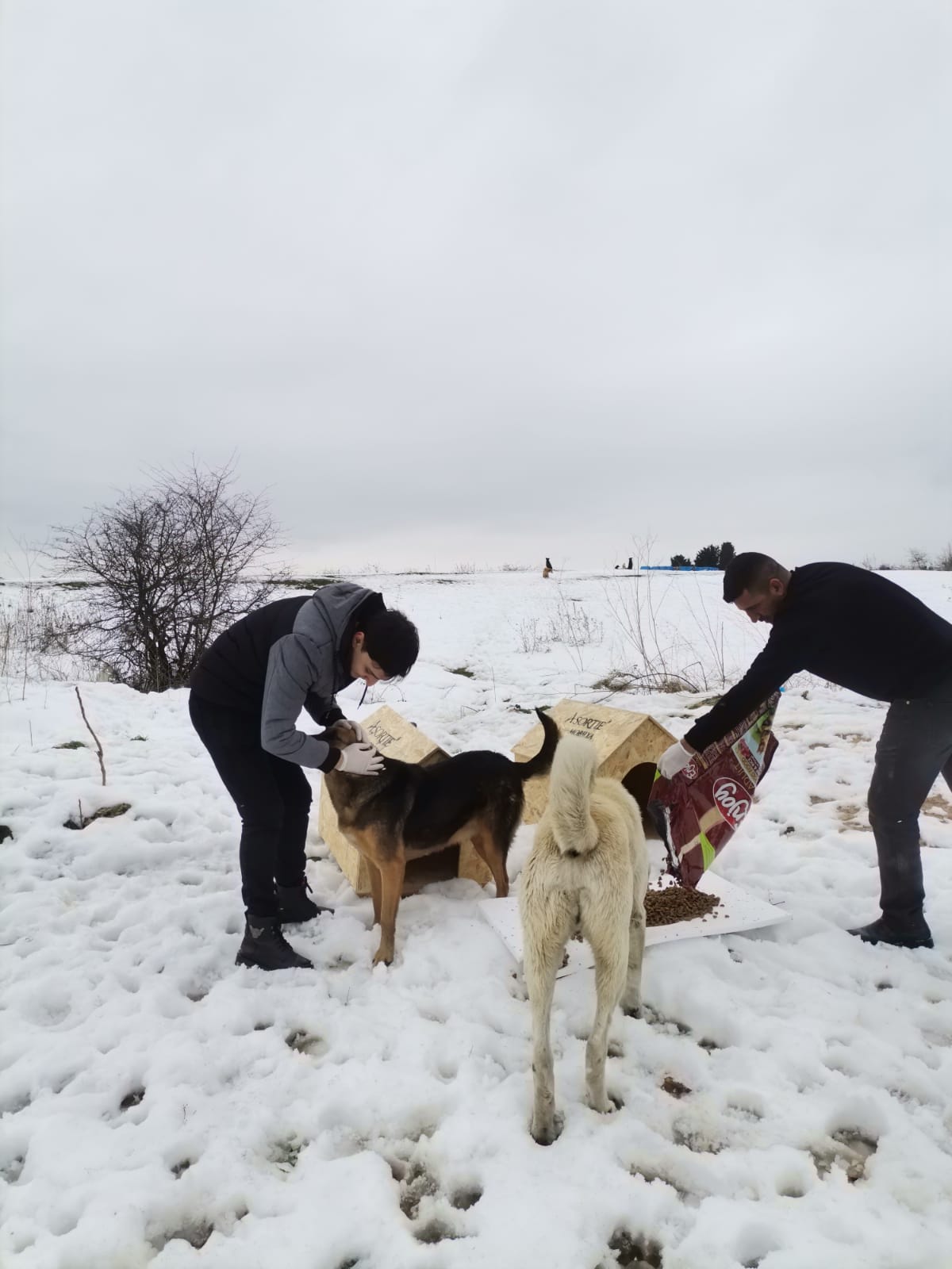 Depremden Etkilenen Hayvanlar İçin Kollar Sıvandı!