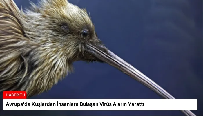 Avrupa’da Kuşlardan İnsanlara Bulaşan Virüs Alarm Yarattı
