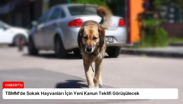 TBMM’de Sokak Hayvanları İçin Yeni Kanun Teklifi Görüşülecek
