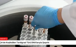 Çin’de Keşfedilen Tardigrad Türü DNA’larıyla Şaşırttı