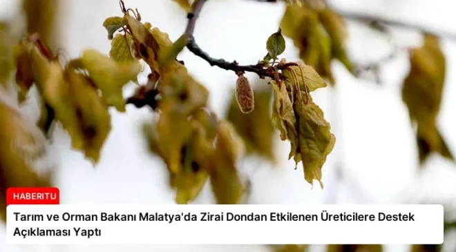 Tarım ve Orman Bakanı Malatya’da Zirai Dondan Etkilenen Üreticilere Destek Açıklaması Yaptı