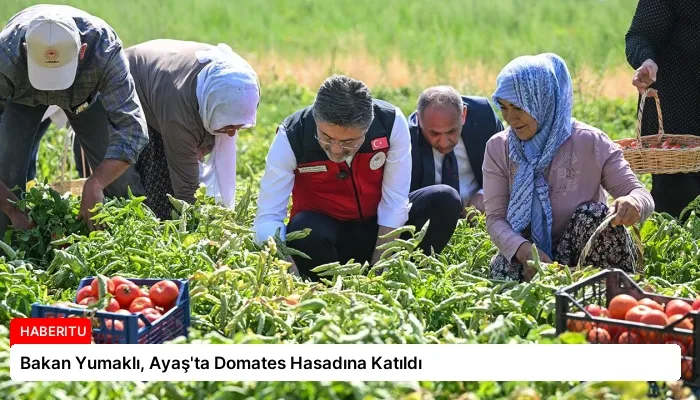 Bakan Yumaklı, Ayaş’ta Domates Hasadına Katıldı