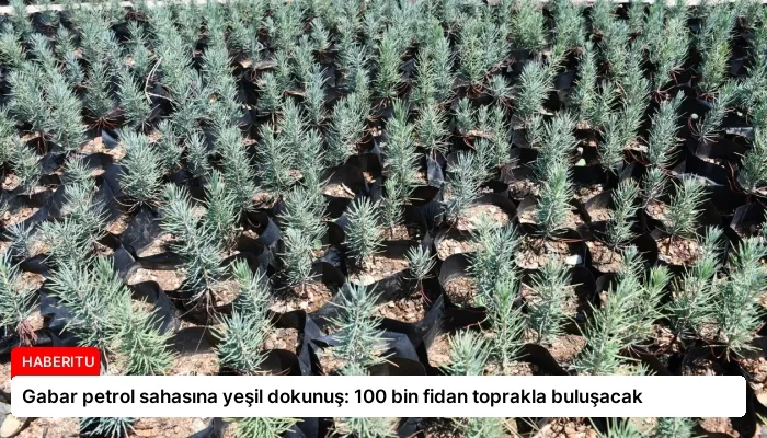 Gabar petrol sahasına yeşil dokunuş: 100 bin fidan toprakla buluşacak