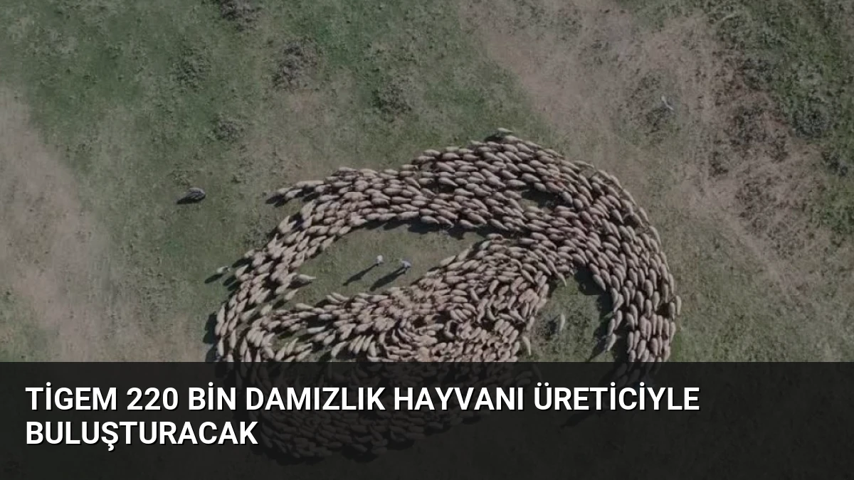 Tigem 220 Bin Damızlık Hayvanı Üreticiyle Buluşturacak