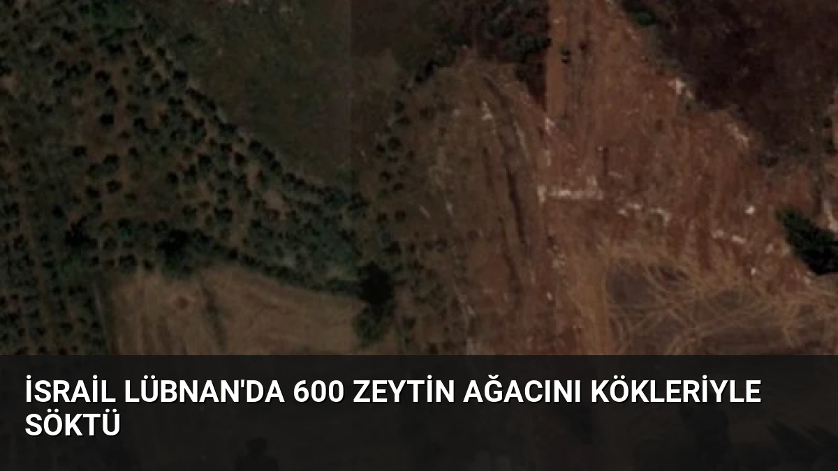 İsrail Lübnan’da 600 Zeytin Ağacını Kökleriyle Söktü