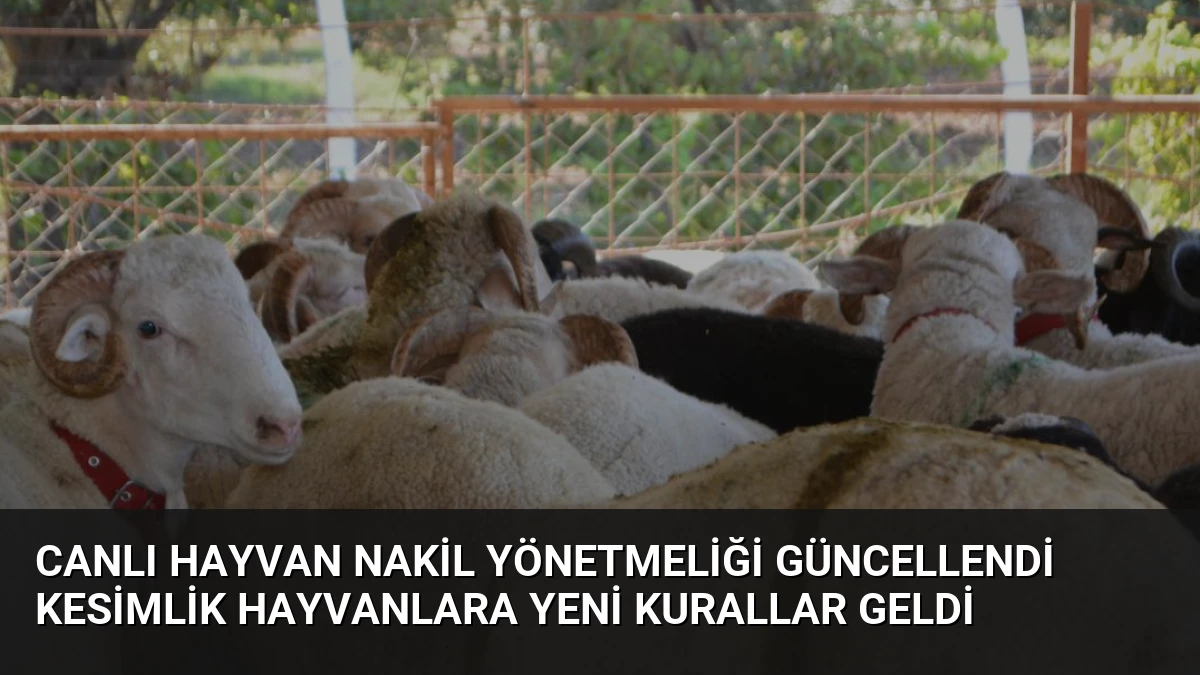 Canlı Hayvan Nakil Yönetmeliği Güncellendi Kesimlik Hayvanlara Yeni Kurallar Geldi